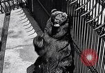 Image of bear in woods Michigan United States USA, 1916, second 21 stock footage video 65675035671