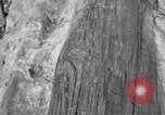 Image of Grand Canyon Arizona United States USA, 1916, second 40 stock footage video 65675035681