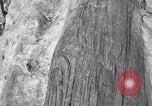 Image of Grand Canyon Arizona United States USA, 1916, second 41 stock footage video 65675035681