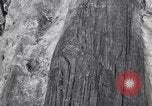 Image of Grand Canyon Arizona United States USA, 1916, second 43 stock footage video 65675035681