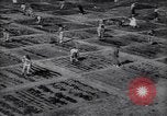 Image of victory gardens in World War I United States USA, 1917, second 1 stock footage video 65675035873