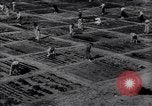 Image of victory gardens in World War I United States USA, 1917, second 3 stock footage video 65675035873