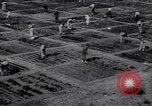 Image of victory gardens in World War I United States USA, 1917, second 4 stock footage video 65675035873