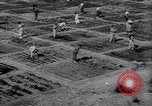 Image of victory gardens in World War I United States USA, 1917, second 5 stock footage video 65675035873