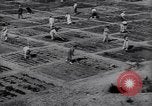 Image of victory gardens in World War I United States USA, 1917, second 6 stock footage video 65675035873