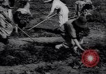 Image of victory gardens in World War I United States USA, 1917, second 7 stock footage video 65675035873