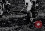 Image of victory gardens in World War I United States USA, 1917, second 8 stock footage video 65675035873