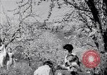 Standbild chinesische und japanische Kulturen San Francisco California USA, 1931, aus Sekunde 55 historischem Filmmaterial Videoclip 65675035927
