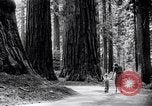 Image of California natural riches California United States USA, 1931, second 13 stock footage video 65675035928