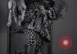 Immagine di Christian Dior New York United States USA, 1949, secondo 6 filmato di repertorio 65675035942