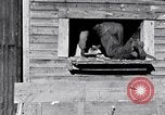 Image negro travailleurs South Carolina United States USA, 1936, de la seconde 4 séquences d'archives historiques vidéo 65675035945
