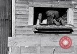 Image negro travailleurs South Carolina United States USA, 1936, de la seconde 5 séquences d'archives historiques vidéo 65675035945