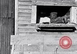 Image negro travailleurs South Carolina United States USA, 1936, de la seconde 7 séquences d'archives historiques vidéo 65675035945