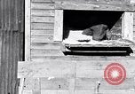 Image negro travailleurs South Carolina United States USA, 1936, de la seconde 13 séquences d'archives historiques vidéo 65675035945
