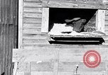 Image negro travailleurs South Carolina United States USA, 1936, de la seconde 16 séquences d'archives historiques vidéo 65675035945