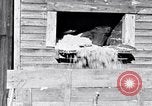 Image negro travailleurs South Carolina United States USA, 1936, de la seconde 22 séquences d'archives historiques vidéo 65675035945