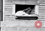 Image negro travailleurs South Carolina United States USA, 1936, de la seconde 25 séquences d'archives historiques vidéo 65675035945
