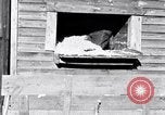 Image negro travailleurs South Carolina United States USA, 1936, de la seconde 28 séquences d'archives historiques vidéo 65675035945