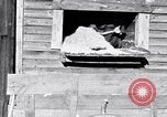Image negro travailleurs South Carolina United States USA, 1936, de la seconde 31 séquences d'archives historiques vidéo 65675035945