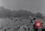 Image of African American labors South Carolina United States USA, 1936, second 43 stock footage video 65675035961