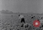 Image of African American labors South Carolina United States USA, 1936, second 46 stock footage video 65675035961