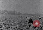 Image of African American labors South Carolina United States USA, 1936, second 47 stock footage video 65675035961