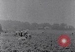 Image of African American labors South Carolina United States USA, 1936, second 51 stock footage video 65675035961