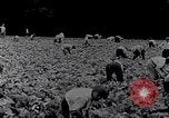 Image of African American labors South Carolina United States USA, 1936, second 56 stock footage video 65675035961