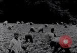 Image of African American labors South Carolina United States USA, 1936, second 58 stock footage video 65675035961