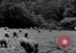 Image of African American labors South Carolina United States USA, 1936, second 60 stock footage video 65675035961