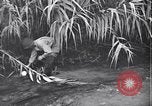 Image of relief works by Allied Military Government in Italy Naples Italy, 1944, second 10 stock footage video 65675035964