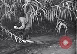 Image of relief works by Allied Military Government in Italy Naples Italy, 1944, second 11 stock footage video 65675035964