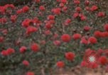 Image of Signal Group Headquarters Long Binh Vietnam, 1969, second 53 stock footage video 65675035974
