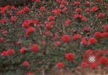 Image of Signal Group Headquarters Long Binh Vietnam, 1969, second 55 stock footage video 65675035974