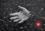 Image of Wars by Germany Germany, 1945, second 1 stock footage video 65675035991