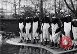 Image of mascots of penguins Philadelphia Pennsylvania USA, 1931, second 12 stock footage video 65675035999