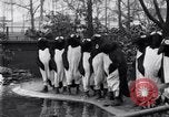 Image of mascots of penguins Philadelphia Pennsylvania USA, 1931, second 14 stock footage video 65675035999