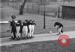 Image of mascots of penguins Philadelphia Pennsylvania USA, 1931, second 33 stock footage video 65675035999