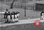 Image of mascots of penguins Philadelphia Pennsylvania USA, 1931, second 35 stock footage video 65675035999
