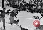 Image dog race Big Pines California USA, 1931, de la seconde 23 séquences d'archives historiques vidéo 65675036003