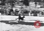 Image dog race Big Pines California USA, 1931, de la seconde 29 séquences d'archives historiques vidéo 65675036003