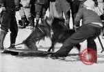 Image dog race Big Pines California USA, 1931, de la seconde 35 séquences d'archives historiques vidéo 65675036003