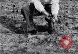 Image La pauvreté chez les victimes de la grande dépression Marked Tree Arkansas USA, 1931, de la seconde 56 séquences d'archives historiques vidéo 65675036005