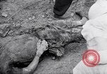 Immagine di Corpi morti Belgio, 1944, secondo 37 filmato di repertorio 65675036056