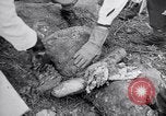 Immagine di Corpi morti Belgio, 1944, secondo 42 filmato di repertorio 65675036056