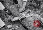 Immagine di Corpi morti Belgio, 1944, secondo 43 filmato di repertorio 65675036056