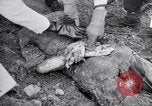Immagine di Corpi morti Belgio, 1944, secondo 44 filmato di repertorio 65675036056