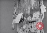 Standbild Erschießungskommando Kammer der Nazis Belgien, 1944, aus Sekunde 31 historischem Filmmaterial Videoclip 65675036058