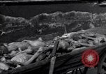 Image of Dachau concentration camp Dachau Germany, 1945, second 55 stock footage video 65675036083