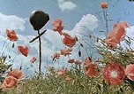 Image tombe d'un soldat américain Allemagne, 1945, de la seconde 3 séquences d'archives historiques vidéo 65675036103